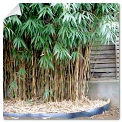 Bambou Bambu Bamboo 5